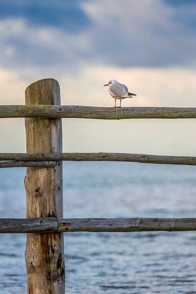 Zaungast am Meer von Daniela Beyer
