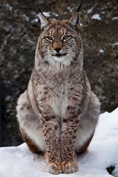 Een mooie en trotse wilde boskat Lynx zit rechtop en kijkt met heldere ogen. Op de sneeuw met een do