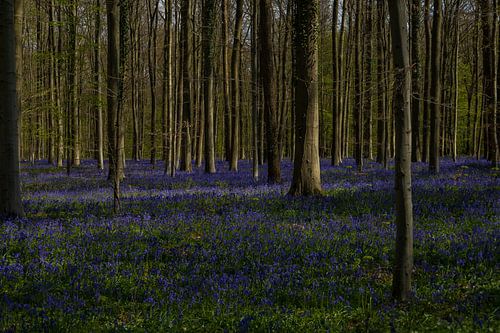 Hallerbos 1/5