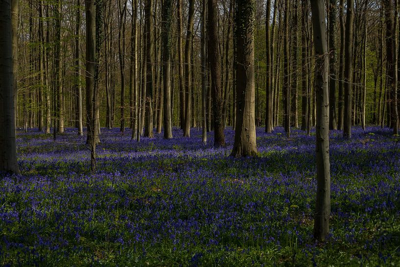 Hallerbos 1/5 van Boetiek Fotogeniek