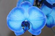 Blaue Orchidee von Fotografiemetangie Miniaturansicht