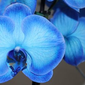 Blauwe orchidee van Fotografiemetangie