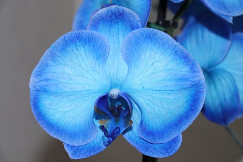 Blaue Orchidee von Fotografiemetangie