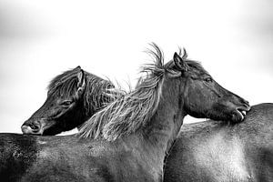 Chevaux islandais sur Ron van der Stappen