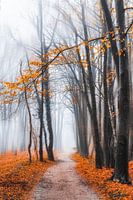In the forest