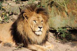 lion by michael nigten