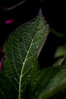 Leaves