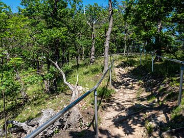 Wandelpad in het midden van het Harz National Park van Animaflora PicsStock