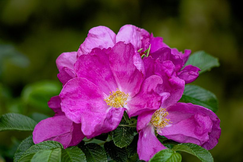 Blüte einer Rippelrose von jannes rigo