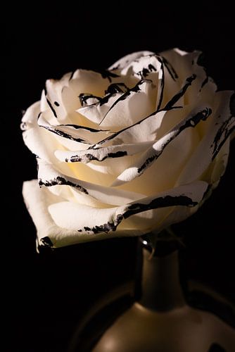 Roos uit een strip verhaal