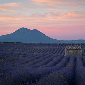 Lavendel vor Sonnenaufgang von Hanna Verboom