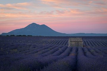Lavender before sunrise by Hanna Verboom