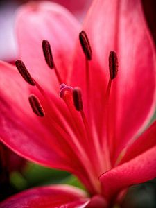 Staubblätter einer rosa Lilie von Rob Boon