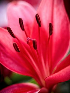 Stamens  of a pink Lily by Rob Boon