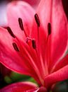 Stamens  of a pink Lily by Rob Boon thumbnail