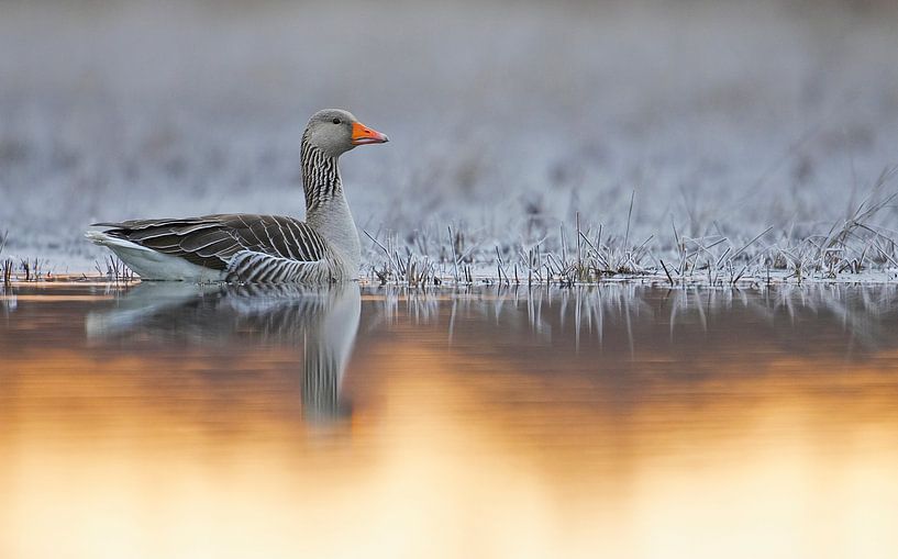 Adult Greylag Goose by Beschermingswerk voor aan uw muur