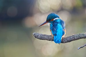 Eisvogel