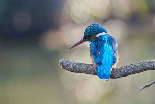 IJsvogel in pasteltinten