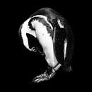Pinguin portret in zwart wit - vierkant van Heleen van de Ven thumbnail