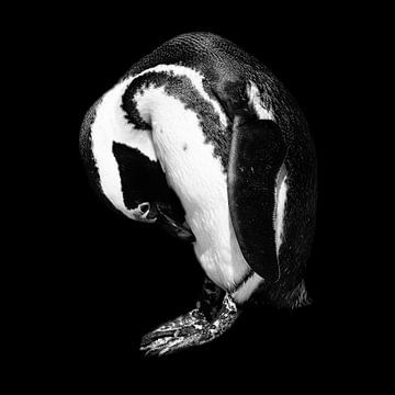 Portrait de pingouin en noir et blanc - carré sur Heleen van de Ven