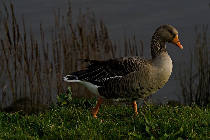 gehende Gans von joyce kool