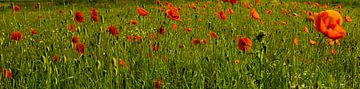 Coquelicots [Photo grand écran]