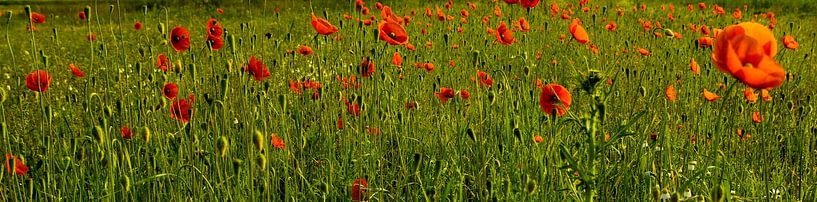 Poppies [wide screen photo] by Norbert Sülzner