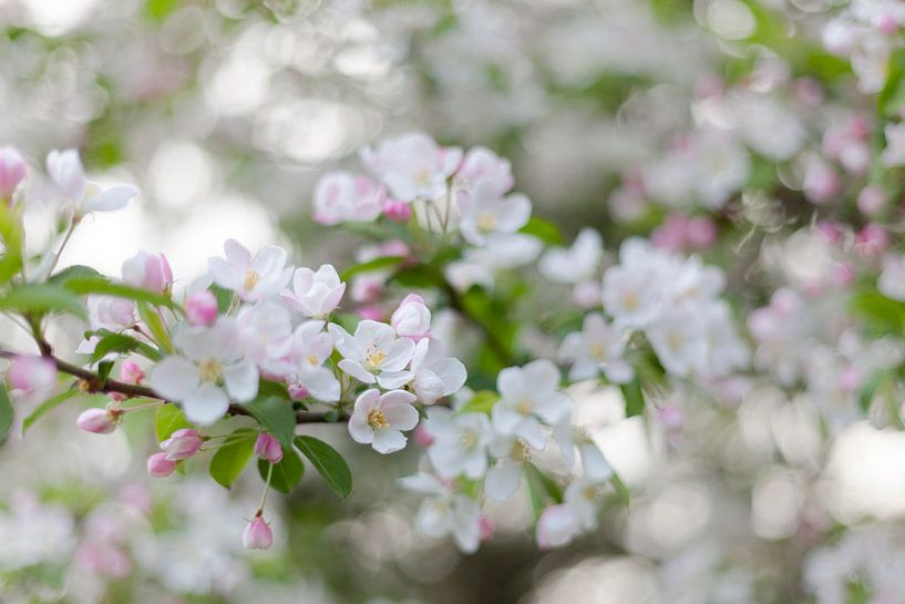 blossom by Marieke de Boer