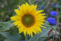 Zonnebloem