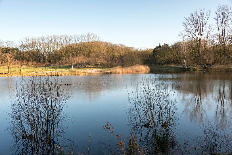 water pond in Holland by ChrisWillemsen