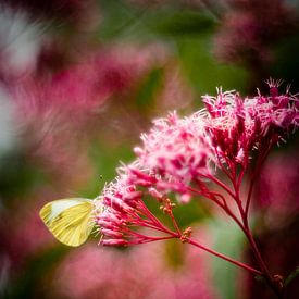 Butterfly in romantic pinky-reds sur Marianne Hijlkema-van Vianen