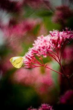Butterfly in romantic pinky-reds by Marianne Hijlkema-van Vianen