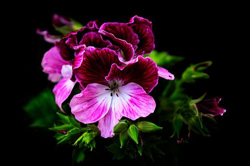 Pink Geranium flower