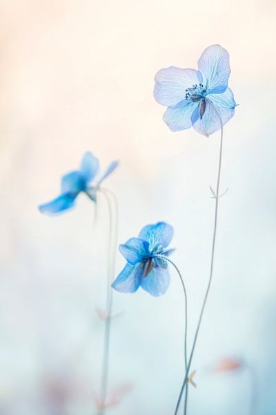 Blauwe bloemenpracht van Poster Art Shop