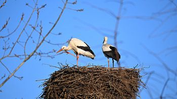 Storks on the Nest
