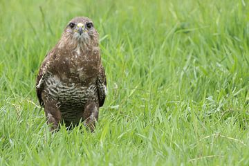 Buizerd (Buteo buteo) van Ronald Pol