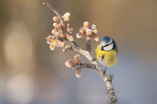 Blue Tit