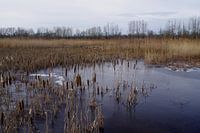 Wintergezicht