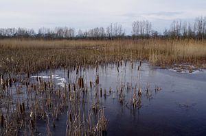 Wintergezicht van Ad Steenbergen