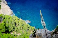 Deep blue sea