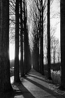 Avenue at Nightfall