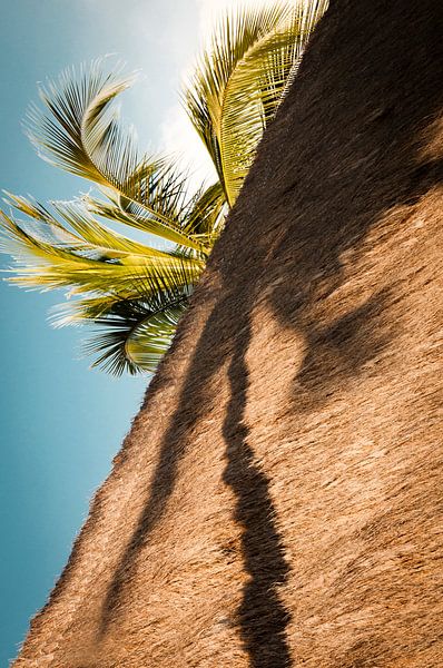 Palmboom in de schaduw.  van Ellis Peeters