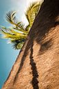 Palm tree in the shade. by Ellis Peeters thumbnail