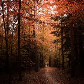 Waldweg durch die Herbstfarben von Bastiaan Veenstra