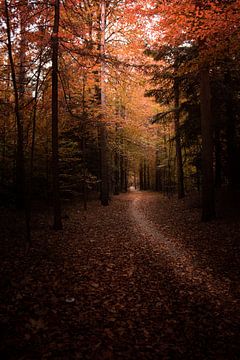 Chemin forestier à travers les couleurs d'automne sur Bastiaan Veenstra