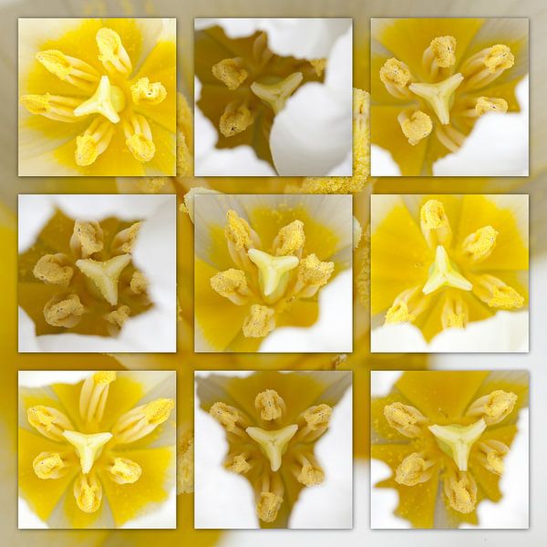 close up bouquet tulipsheart von Tessy Graas