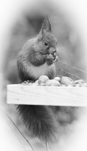 eekhoorns von Tinus Tibbe