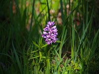 Military orchid