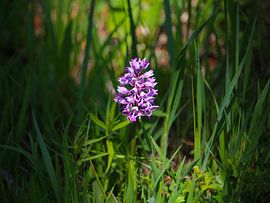 Military orchid by Ines Porada