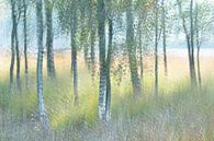 Birch grove by Ria Bloemendaal thumbnail